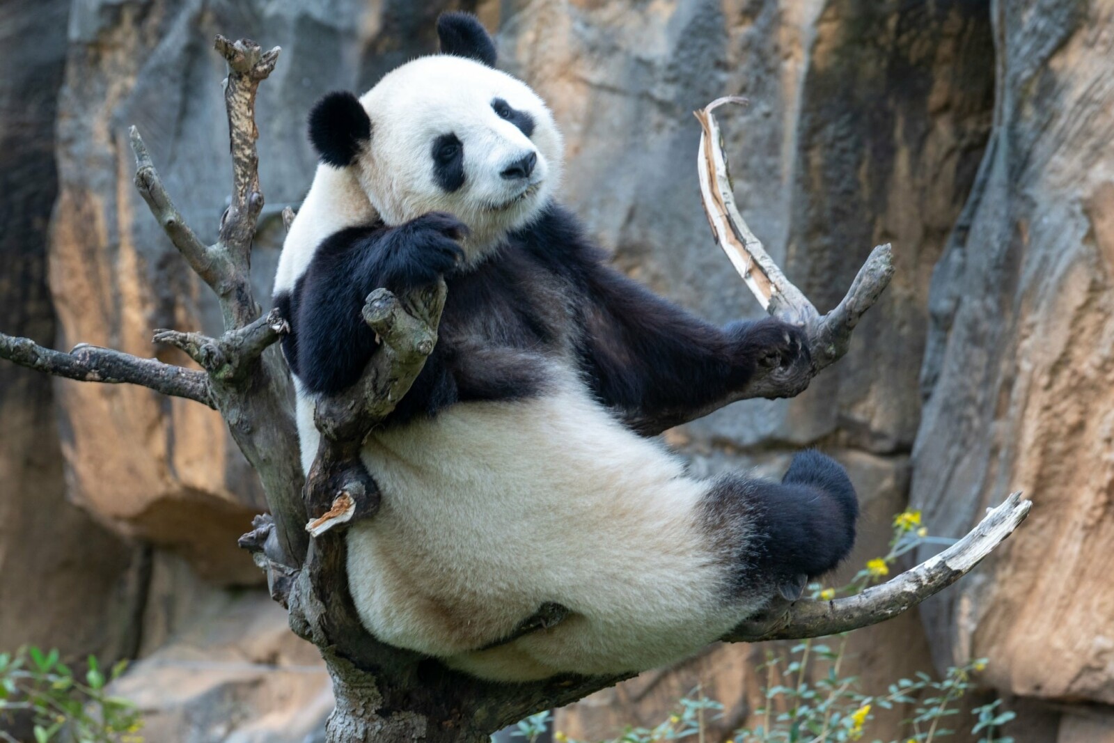 ZooParc de Beauval en Val de Loire, animaux et paysages, visite depuis la Corroirie